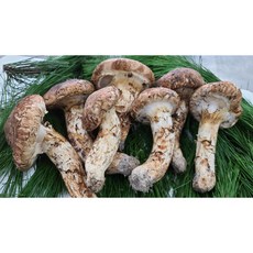 (냉동)강원도자연산송이 4등품 1kg 500g 300g, 1개, (냉동)자연산송이500g