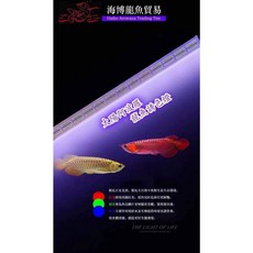 大洲水族 太陽阿波羅 專業龍魚LED燈 可定時可調光 增豔燈 紅龍燈 金龍燈 增豔誘色 觀賞魚通用 金魚燈, 1個, 5尺 龍魚燈