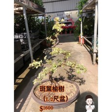霏霏園藝斑葉榆樹 (1.2尺盆) - 室內綠植盆栽 輕鬆美化居家空間 增添自然氣息, 1個