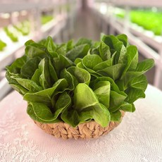 바른팜 무농약 로메인 수경재배 샐러드채소 쌈채소 대용량, 1박스, 1kg