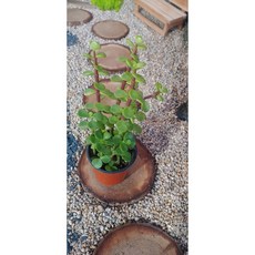 팅커벨 은행목, 1개