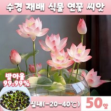 [초보자 쉬운 재배~] 수경식물 연꽃 씨앗 수경재배 식물 연못 관상용 미니수련 미니연꽃 수련 그릇 행운 수반 연꽃 종자 실내 수중식물 실내식물, 50개