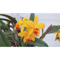 [신라난농원]카틀레야.엘로우돌.화려한노랑색.인기상품.꽃화형이 작은편.향기좋음.꽃이아주예뻐요.고급종.상태굿.인기.재입고.필독뒷사진참고, 1개