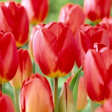 [나은식물원]41.[튤립 모종] 옥스포드 -10cm 2포트