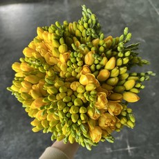 노랑 프리지아 묶음 김해생화 화훼농가돕기 꽃배달 싼꽃, 1개, 30대