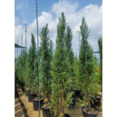 블루엔젤 H70~80cm 21cm화분 로키향나무