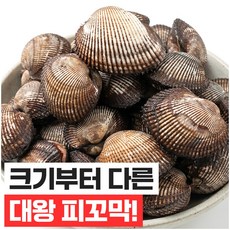 [남해직송] 살이꽉찬 피꼬막 당일새벽조업, 3kg, 1개