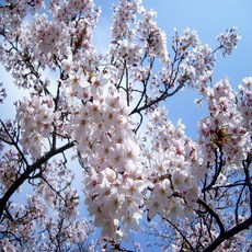 벚나무 묘목 왕벚나무 1년생 접목묘, 3. 왕벚 묘목 40cm 전후 1주