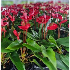 [아트플라워] 안스리움 행사 미니 안시리움 공기정화식물 플랜테리어, 빨간색, 1개