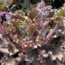 霍特盛典 巨無霸女王花苙多肉植物，直徑30公分，室內盆栽，綠植盆景