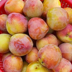 [우연팜] 제철과일 새콤달콤 경북 청도 자두, 1개, 자두 대과 1kg