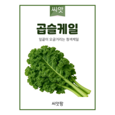 곱슬 케일씨앗 100립 컬리케일 크라우저 종자 씨, 2개