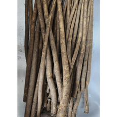 국산 우엉 햇우엉 25년 수확 직접재배 반찬용 얇은 우엉, 1세트, 2kg