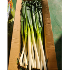 수입대파 대파 대용량대파 업소용 손질대파, 1박스, 5kg