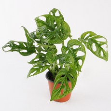 갑조네 몬스테라 아단소니 실내 공기정화 인테리어식물, 1개