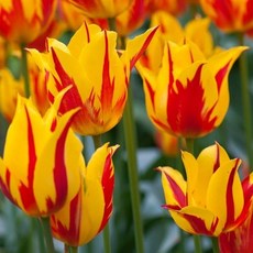 [나은식물원]32.[튤립 모종] 파이어워크-10cm 2포트