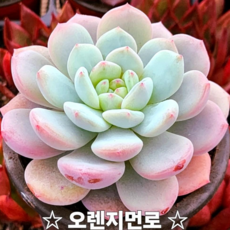 매혹적인 다육이 모음 다육식물 다육, 오렌지먼로