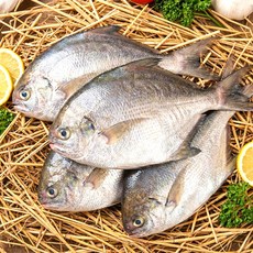 국내산 당일바리 병어 생물, 1개, 1kg(8-10미 내외)