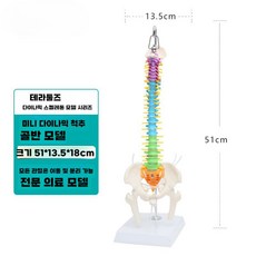 인간 척추 모형 미니 요추 기본형 모양 보건교육 고퀄, C 동적 척추 골반 모델