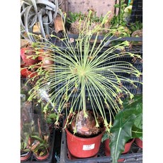 花花世界 塊根植物布風草 經典扇葉型態 隨機出貨, 1個, 小