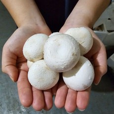 산지직송 국내산 100% 양송이버섯 못난이, 1개, 1kg