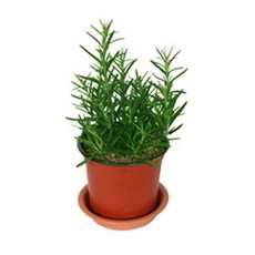 그린플랜트 허브식물 로즈마리 1+1, 2개