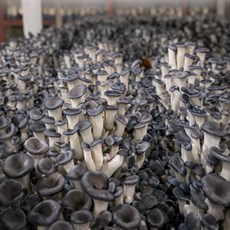 느타리버섯 1kg, 1개