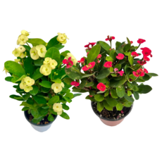 꽃기린 1+1 지금만, 노랑+다홍, 1개