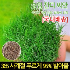 [국내배송] 국산 잔대씨앗 7일 발아 잔디 씨앗 천연잔디 씨앗, 2개, 500g