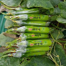 애호박 특품 1kg 3-4개, 4개, 단품