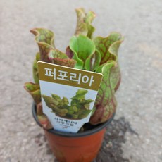 벌레잡이식물/퍼포리아1개, 1개