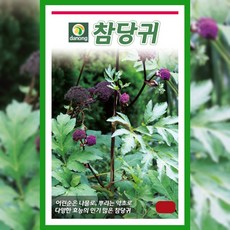 참당귀 씨앗 1g 종자 뿌리 쌈채소 약초 민속 채소 샐러드