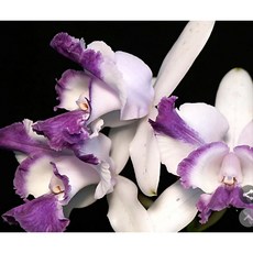 [루반정원] (원종카틀레야) C.intermedia Vaar Coerulea "aquinii", 1개