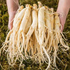 세척완료 원수삼 중 인삼 명절 선물, 500g