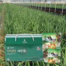 정직한 양파즙 솔잎 새순첨가 100ml 30포 양파 진액, 30개