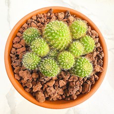 다육식물 선인장 레브티아 농장직송 산아래 다육이 생병력최고 키우기쉬운 공기정화 (1+1)