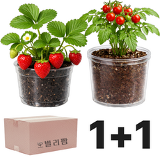 빌리팜 식물 재배 키트 키우기 세트 홈 가드닝, 12딸기+방울토마토
