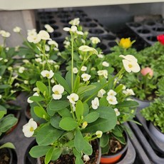 양형제농원 선인장 꽃기린 꽃기린연노랑흰색 소품, 1개, 연노랑흰색