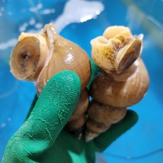 맛있는농수산 백고동 백골뱅이 골뱅이 활 자숙 1k, 1개, 5. 백고동 자숙살(250g) 단품