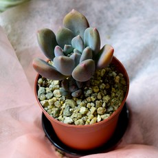 다육e닷컴 다육이 멕시코미인