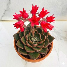 꽃이예쁜 벨루스 농장직송 산아래 다육이 풀멍 생명력최고 키우기쉬운 공기정화 전자파차단 다육식물 선인장, 1개