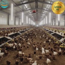 [HACCP 인증] 자유방목으로 키운 무항생제 1등급 유정란, 1개, 30구