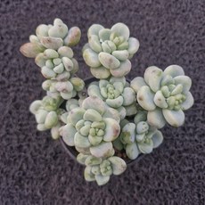 봄의정원 라울 다육, 1개