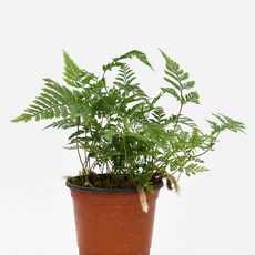 후마타 고사리 (소형), 1개