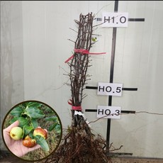 사과대추나무 묘목 1년생 중묘 대추 나무 묘목 에버그린농원, 사과대추(중묘)