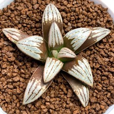 B962 X TO-04 B827-10, 1個