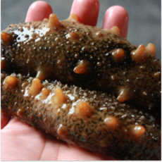 당일조업 해삼 sea cucumber, 1박스, 횟감용 500g (5-8미 내외)