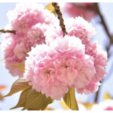 겹벚꽃 상묘 R2 겹벚묘목 벚나무 꽃나무 벚꽃나무, 겹벚꽃 1.5m 상묘, 1개