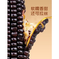산시 검은 찹쌀 옥수수 10개입, 검은 찹쌀 옥수수 10개