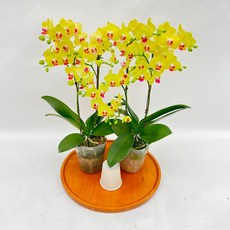 미니옐로우 쌍대 신품종 호접란 1+1 다년초 실내화초 꽃 제이팜, 1세트